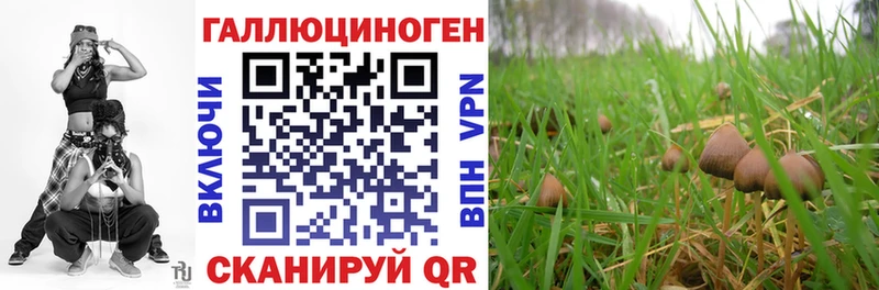 Псилоцибиновые грибы Cubensis Сыктывкар